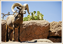 Palm Desert Local Attractions Vacation Package